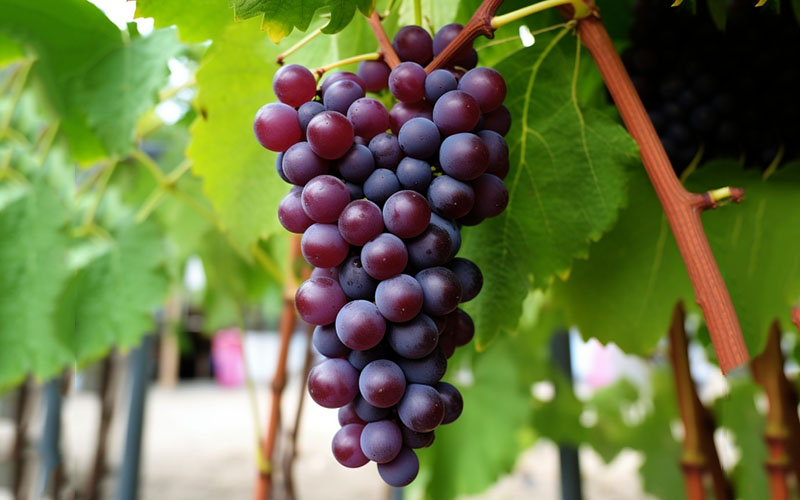 Innovative Seaweed Extract Fertilizer Boosts Grape Production: A Success Story