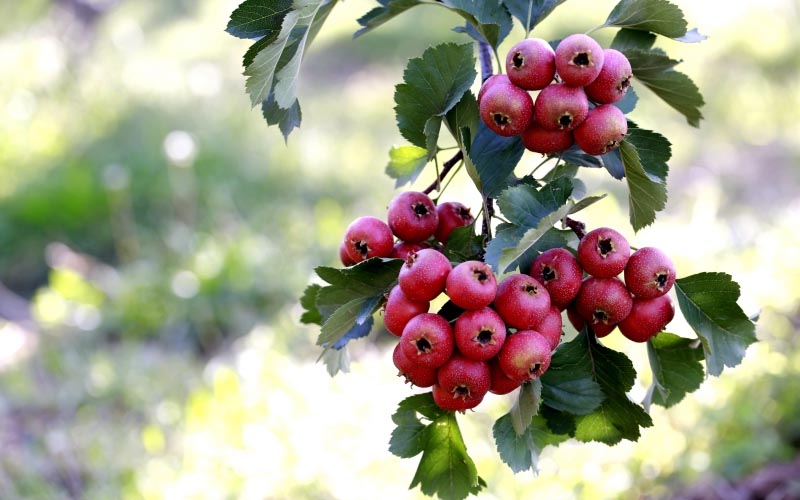 Enhancing Hawthorn Orchard Yields with Potassium Fulvate Organic Fertilizer: An Unbeatable Investment