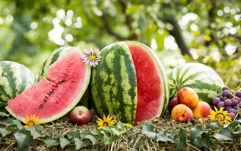 Revolutionizing Watermelon Cultivation with Our Chitosan Bio-organic Fertilizer