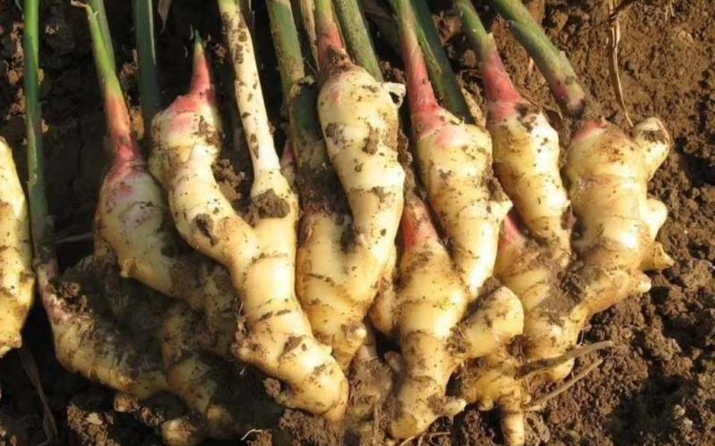 Ginger Grower Thrives with Amino Acid Powder Bio-organic Fertilizer A Glimpse into the Future of Agriculture