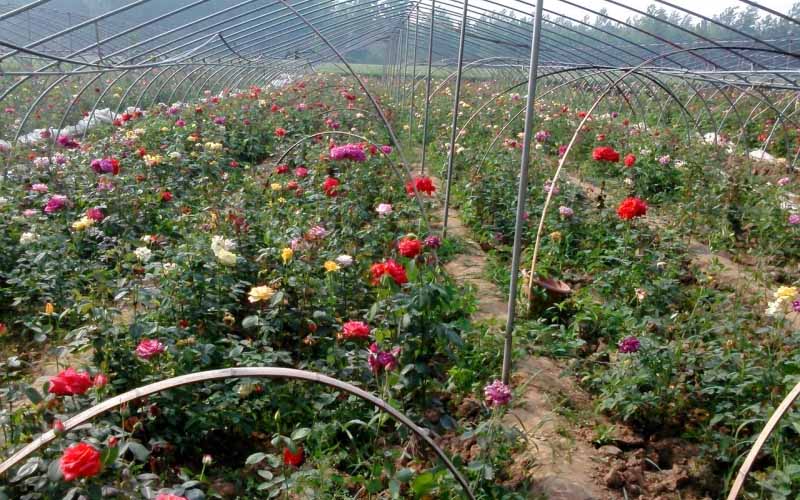 Transforming Rose Cultivation with 60% Humic Acid Powder: An Organic Revolution in Fertilization