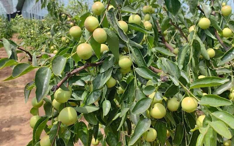 Unlocking Superior Fruit Quality and Yield: How Super Potassium Humate and Organic Seaweed Fertilizers Revolutionize Winter Jujube and Apple Cultivation